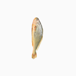 Croaker - Frozen x1