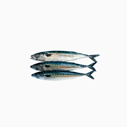 Frozen Titus Fish x3