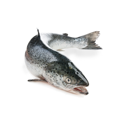 Rich in flavor, vibrant in color – the perfect catch for any dish